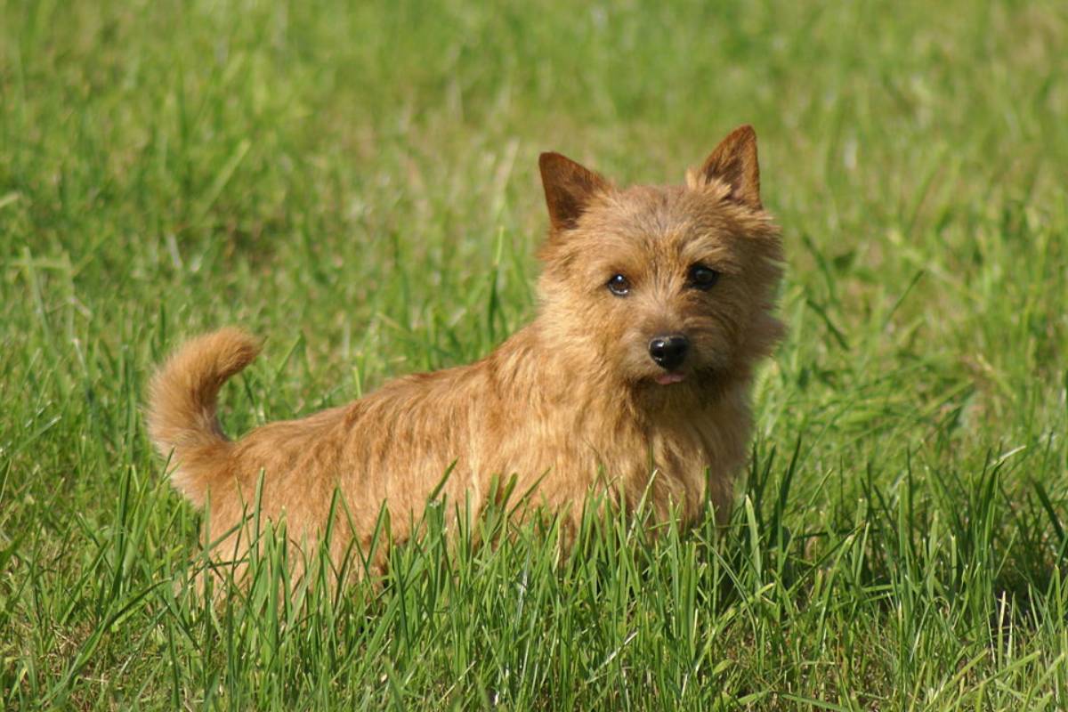 Todo sobre el Terrier de Norwich: cría, cuidado y adiestramiento