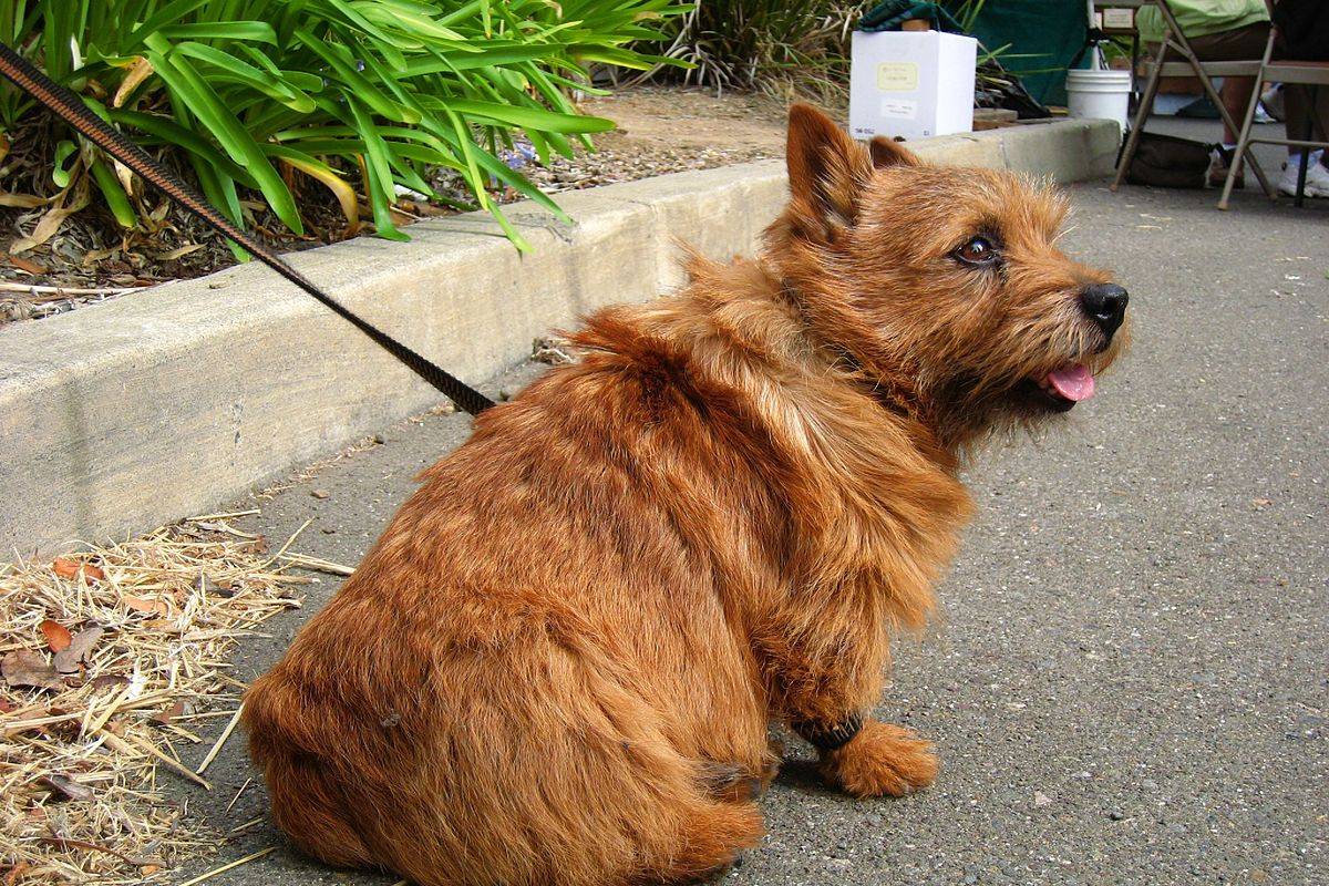 TERRIER de NORWICH Cría, Cuidado y Adiestramiento Guía 2021