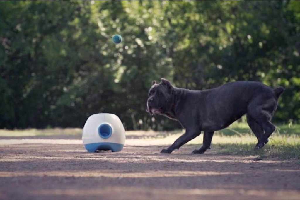 ALL FOR PAWS Lanzador automático de pelotas para perros, lanzador  automático de bolas para perros, incluye 9 pelotas de tenis para perros