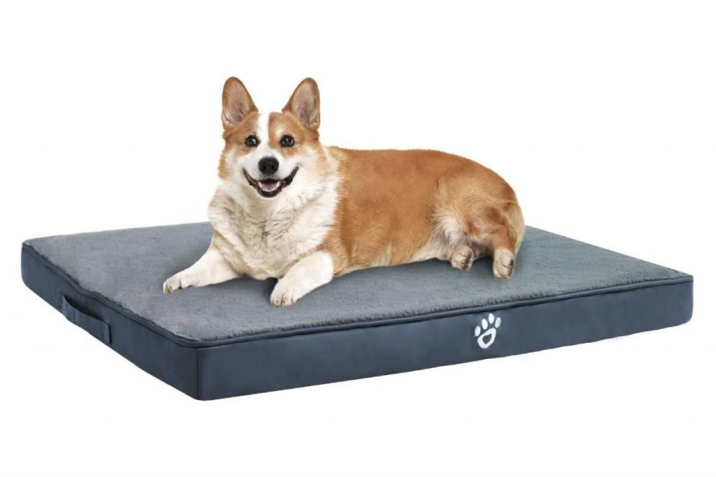 Porqué utilizar un colchón ortopédico en perros mayores - Perros siempre en  movimiento