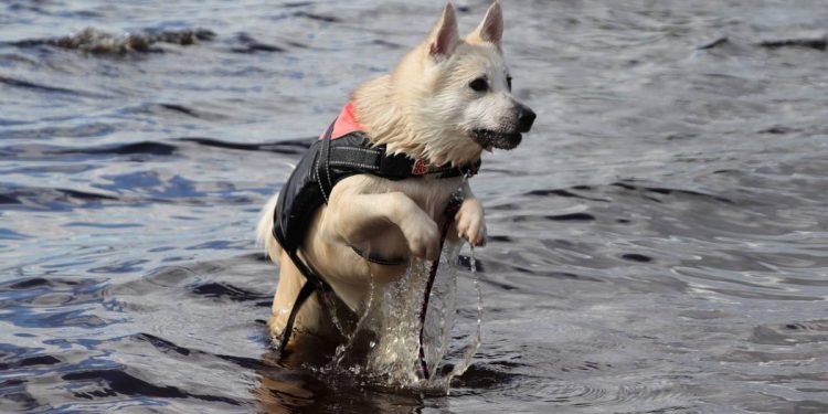 Top 7 chalecos salvavidas para perros de raza pequeña