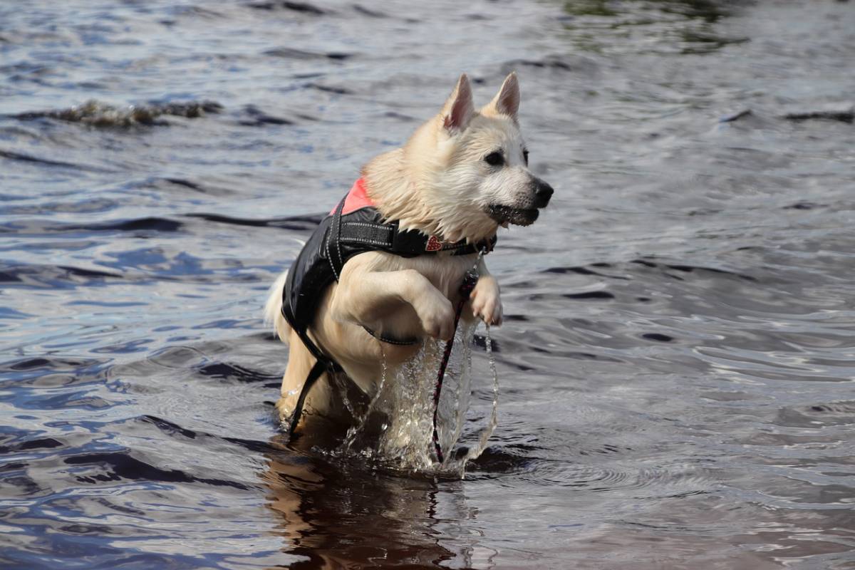 Pet Pequeño Perro Grande Salvavidas Vida Chaleco de seguridad chalecos salvavidas Traje De Baño Natación 82UK