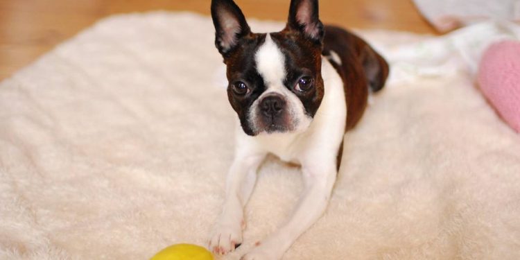 Todo sobre el Boston Terrier: cría, cuidado y adiestramiento