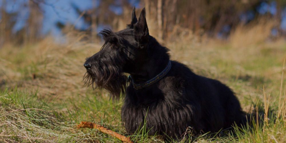 Todo sobre el Terrier Escocés: cría, cuidado y adiestramiento