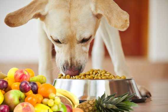 Mejores piensos con frutas para perros