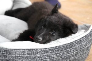 Top 10 mejores camas relajantes y antiestrés para perros