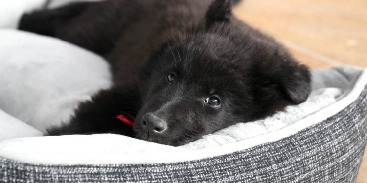 Top 10 mejores camas relajantes y antiestrés para perros