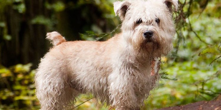 Todo sobre el Glen of Imaal Terrier: cría, cuidado y adiestramiento