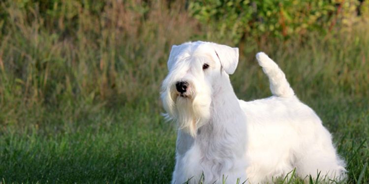 Todo sobre el Sealyham Terrier: cría, cuidado y adiestramiento