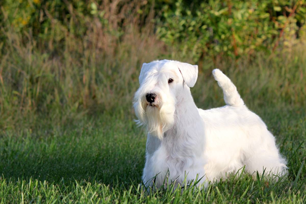 Todo sobre el Sealyham Terrier: cría, cuidado y adiestramiento