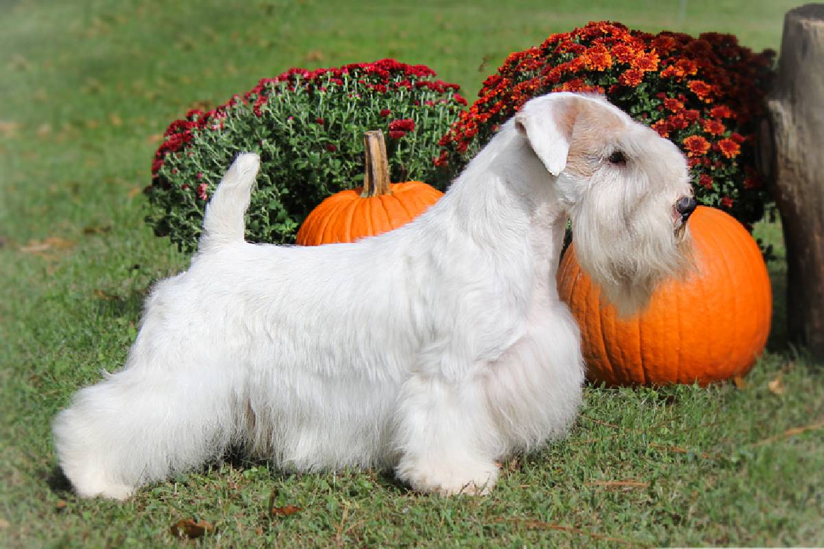 Todo sobre el SEALYHAM TERRIER Cría, Cuidado y Adiestramiento