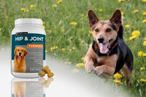 Mejores suplementos para la artritis y las articulaciones de tu perro