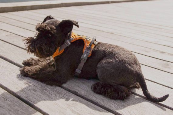 Top 7 arneses antitirones para perros: mejores 2021