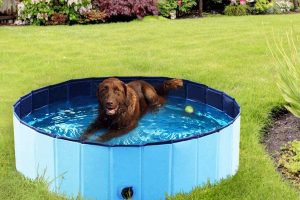 Mejores piscinas plegables y de viaje para perros