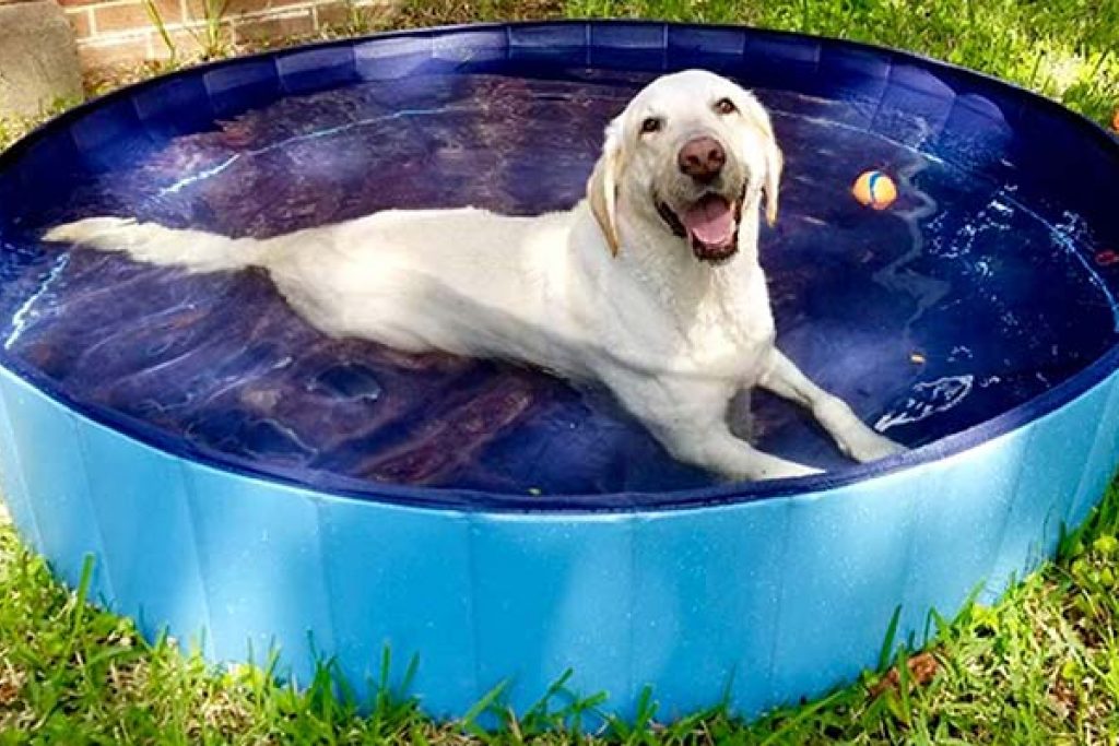 Lidl lanza una piscina plegable para perros muy barata