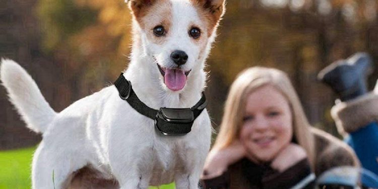 Genuino Empresa interrumpir Top 5 Collares de Adiestramiento para perros SIN DESCARGA ELÉCTRICA