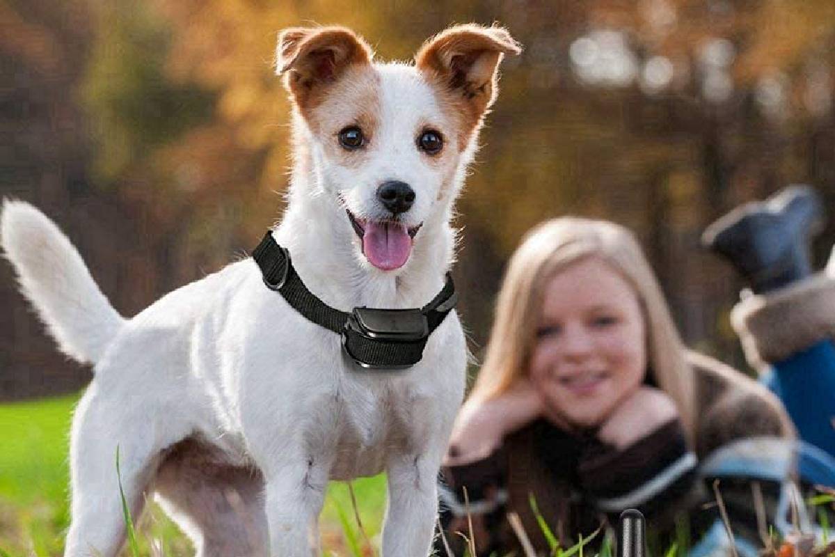 Nasjac Collar de recuperación Inflable para Perros Collar Inflable para Perros Soft Pet Recovery con Hebilla Ajustable 