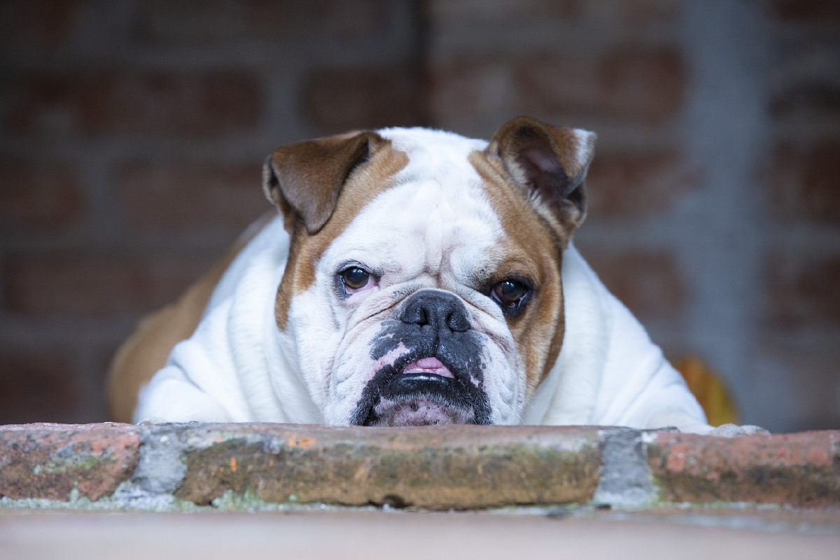 Targa Metallo 'Attenti Al Bulldog Francese' - Personalizzabile Con Foto Cane (20x30cm)