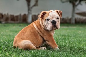 Todo sobre el Bulldog: cría, cuidado y adiestramiento