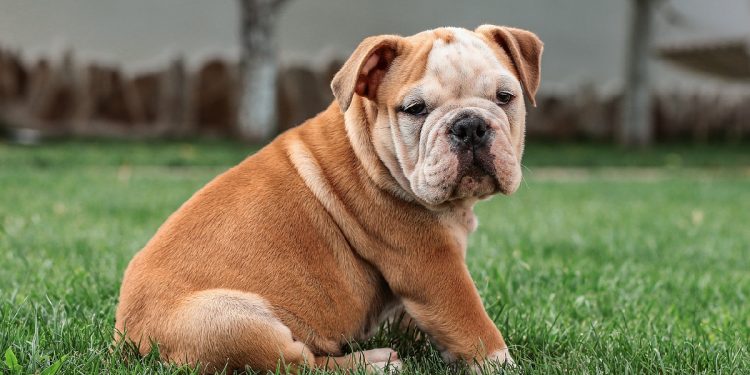 Todo sobre el Bulldog: cría, cuidado y adiestramiento