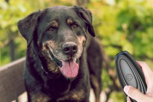 Top 7 dispositivos antiladridos por ultrasonidos para perros