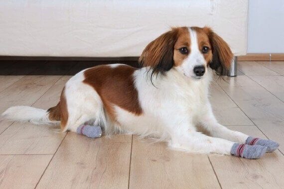 Top 7 calcetines antideslizantes para perros