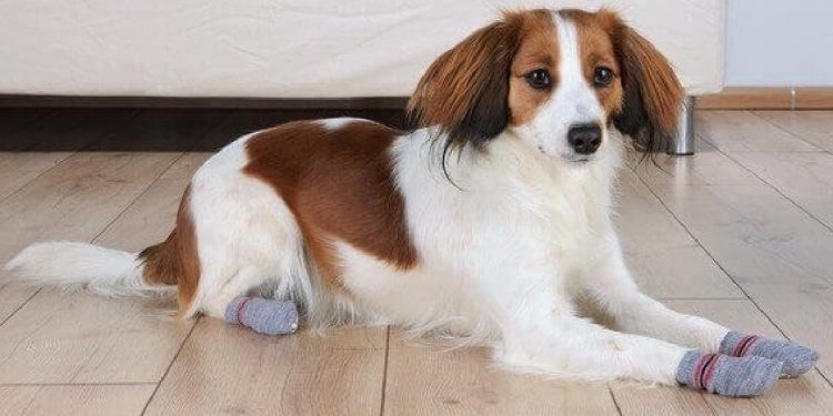 Top 7 calcetines antideslizantes para perros