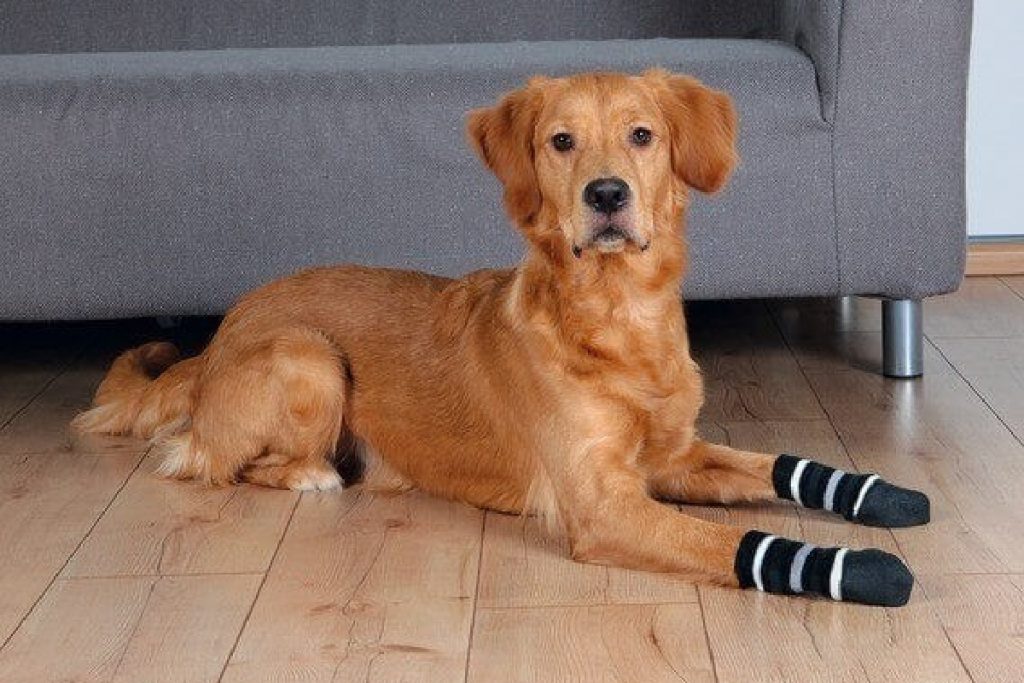 calcetines perro