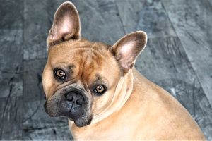 Todo sobre el Bulldog Francés: cría, cuidado y adiestramiento