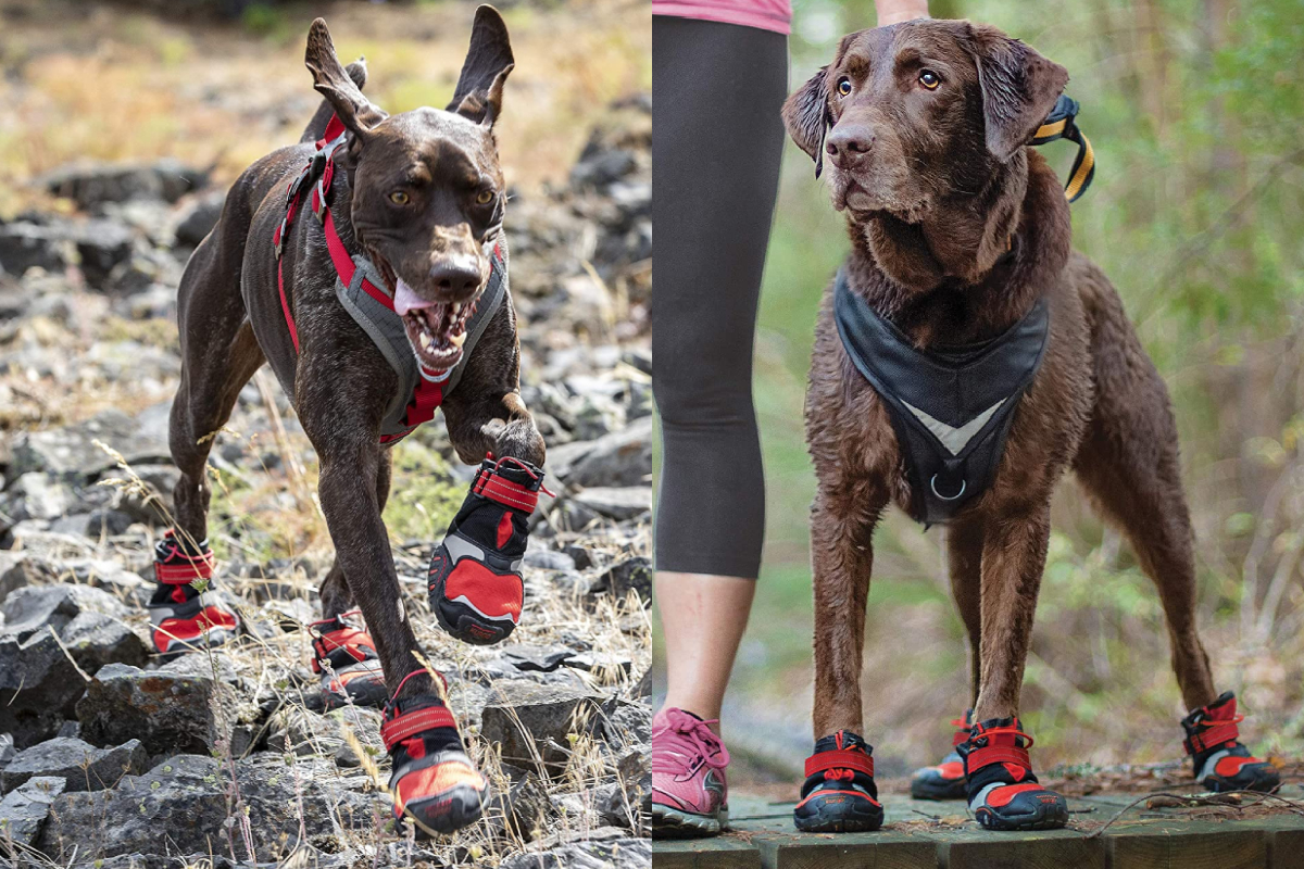 Mejores zapatillas para perros.【Guía y mejores marcas】