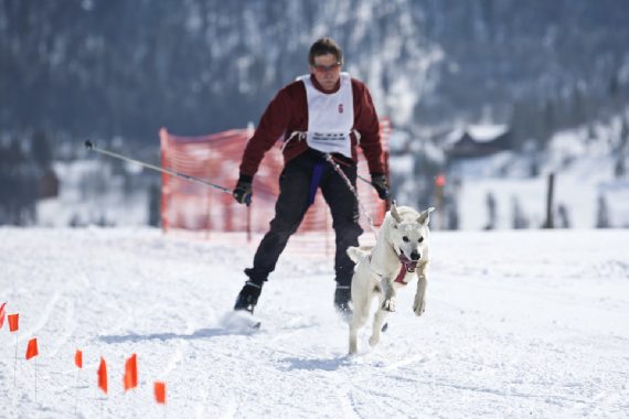 El Skijoring, tu perro y tú. Todo lo que necesitas para lanzarte a la aventura