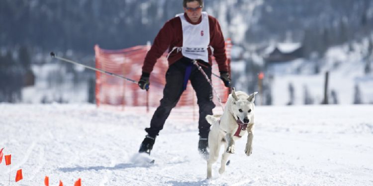 El Skijoring, tu perro y tú. Todo lo que necesitas para lanzarte a la aventura