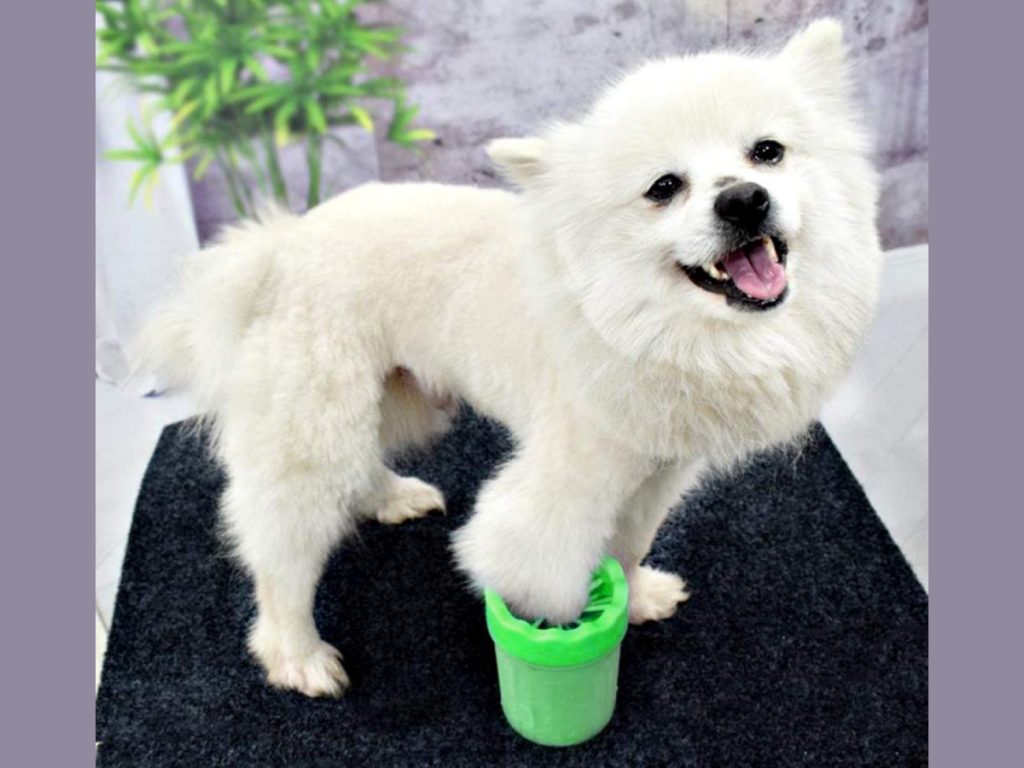 Mejores limpiadores de patas para perros tipo taza