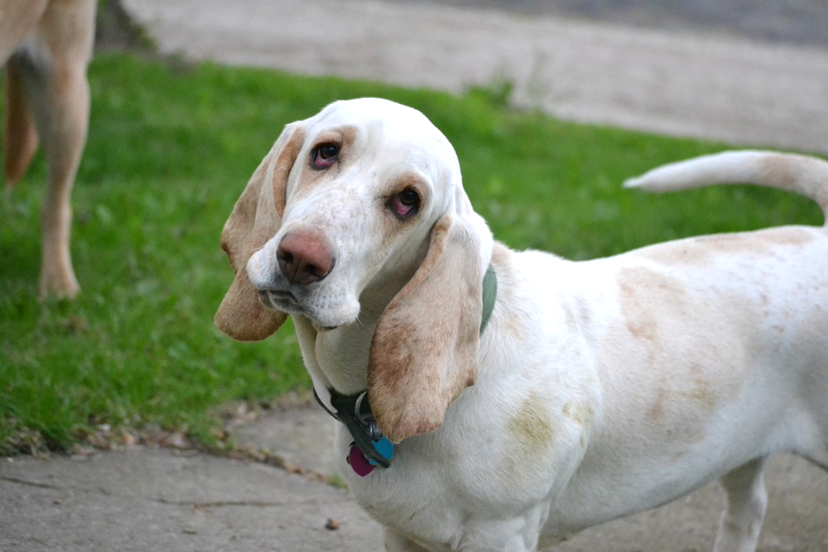 Todo Sobre El Basset Hound Cría Cuidado Y Adiestramiento 3854