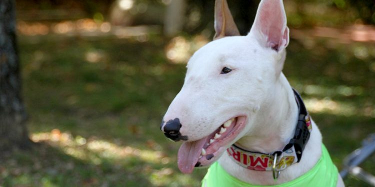 Todo sobre el Bull Terrier: Cría, cuidado y adiestramiento