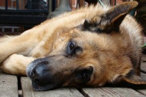La epilepsia en los perros. Síntomas, cómo afrontarla y tratamiento