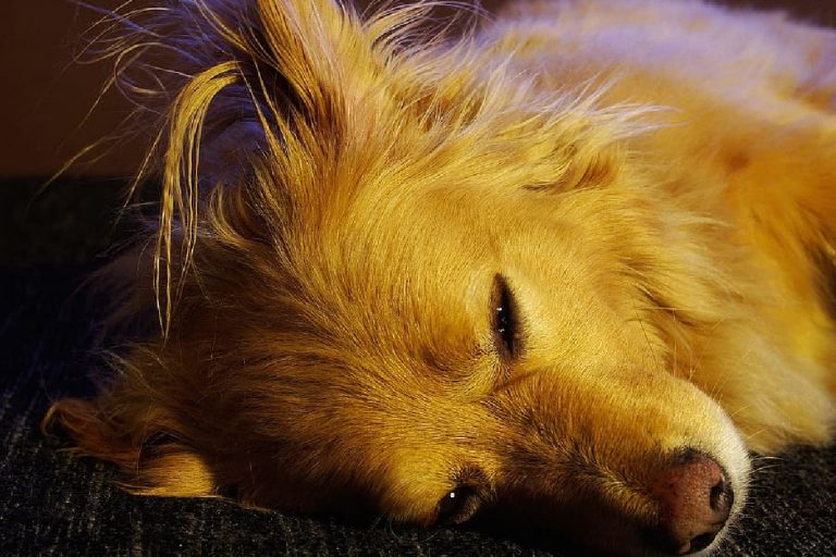 La EPILEPSIA En Los PERROS: Síntomas, Cómo Afrontarla Y Tratamiento