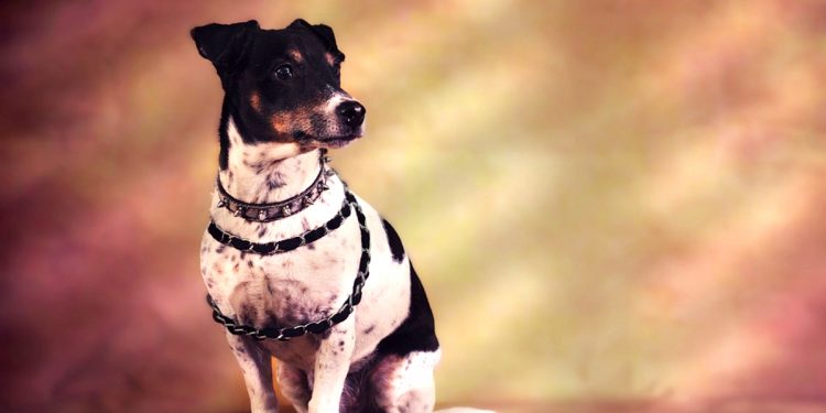 Todo sobre el Jack Russell Terrier: cría, cuidado y adiestramiento