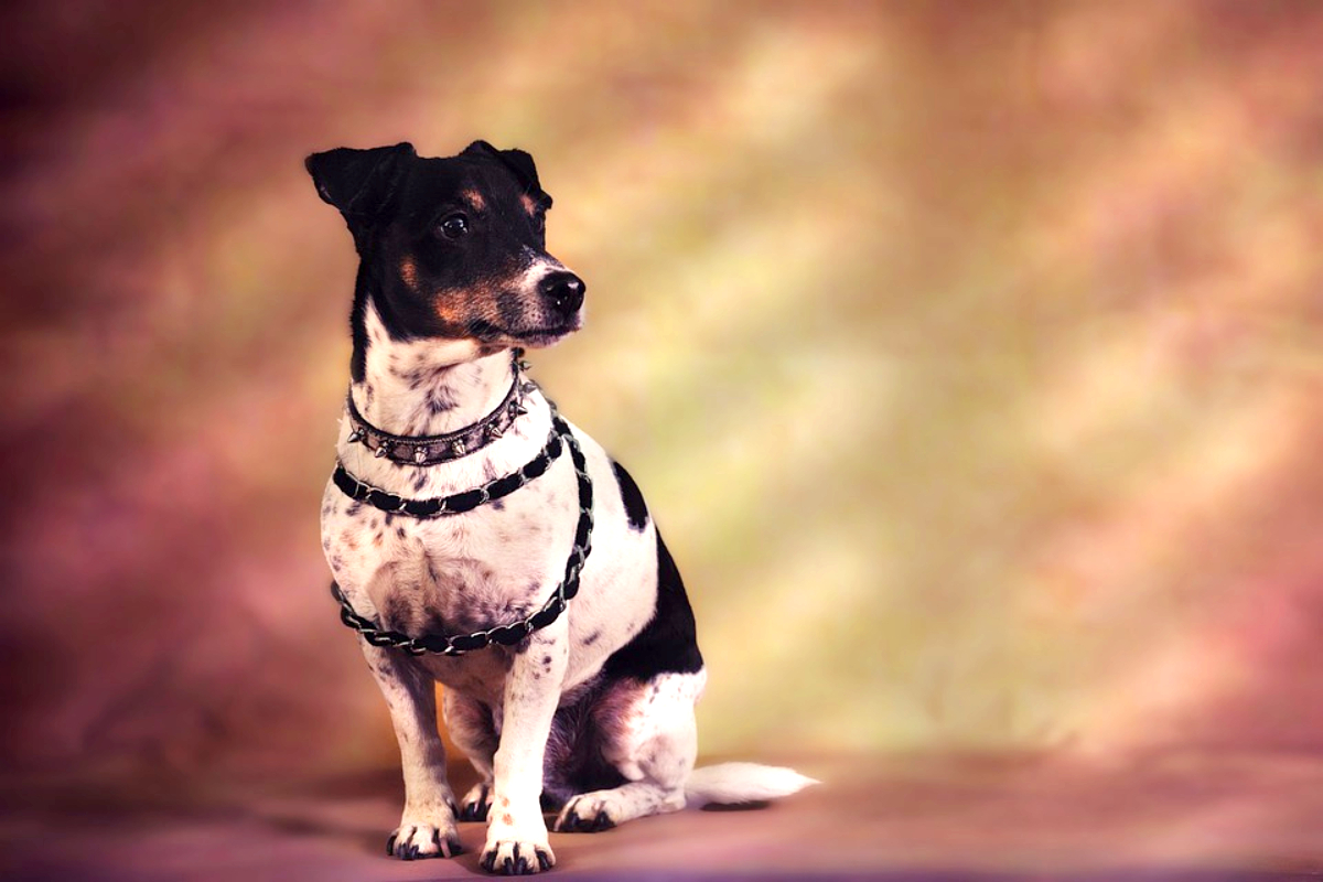 Todo sobre el Jack Russell Terrier: cría, cuidado y adiestramiento