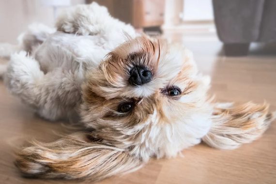 Mejores razas de perros para dueños con alergia
