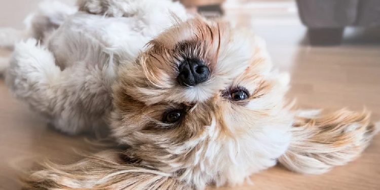 Mejores razas de perros para dueños con alergia