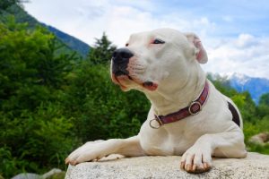 Todo sobre el Dogo Argentino: cría, cuidado y adiestramiento