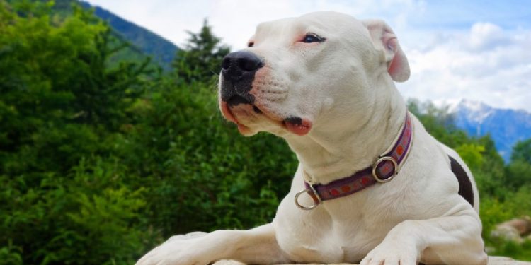Todo sobre el Dogo Argentino: cría, cuidado y adiestramiento
