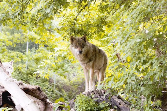 Todo sobre el Perro Lobo Checoslovaco: cría, cuidado y adiestramiento