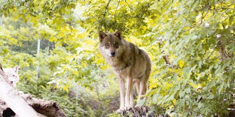 Todo sobre el Perro Lobo Checoslovaco: cría, cuidado y adiestramiento