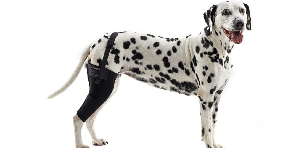 Luxación patelar o rotuliana en los perros. Prevención y tratamientos
