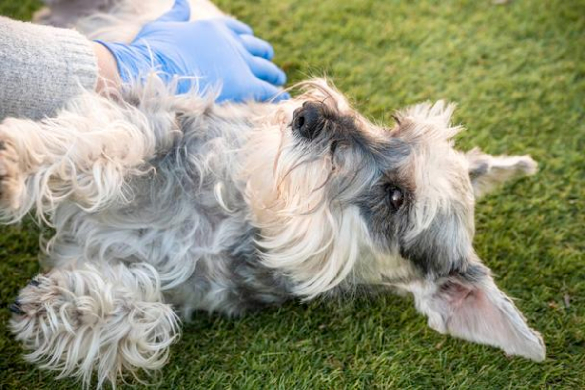 Torsión y dilatación gástrica en los perros. Cuál es la causa, tratamiento y cura