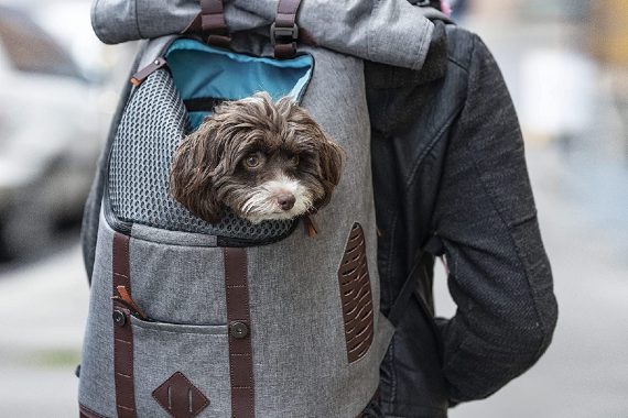 Mejores mochilas de espalda para perros