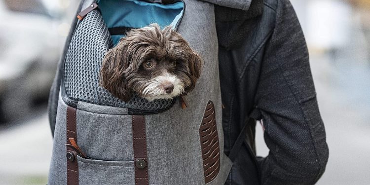 Mejores mochilas de espalda para perros
