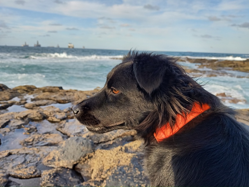 Serena en la playa para perros de Bocabarranco en Gran Canaria